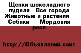 Щенки шоколадного пуделя - Все города Животные и растения » Собаки   . Мордовия респ.